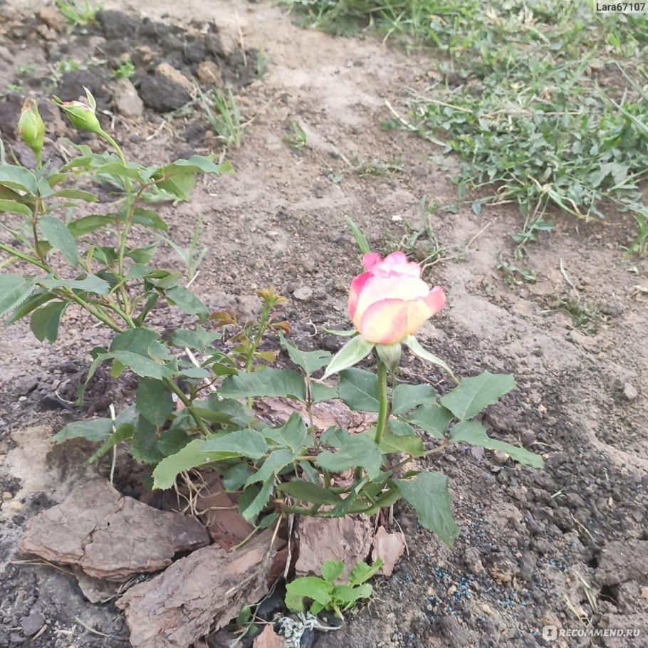 Цветы подсолнечник дважды два махровый f1 (5шт)