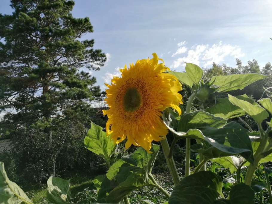 Подсолнечник Floristan