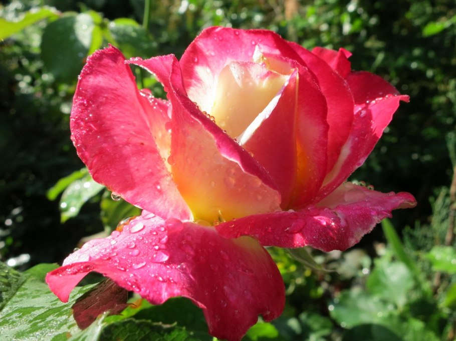 Маркировка Подсолнухи