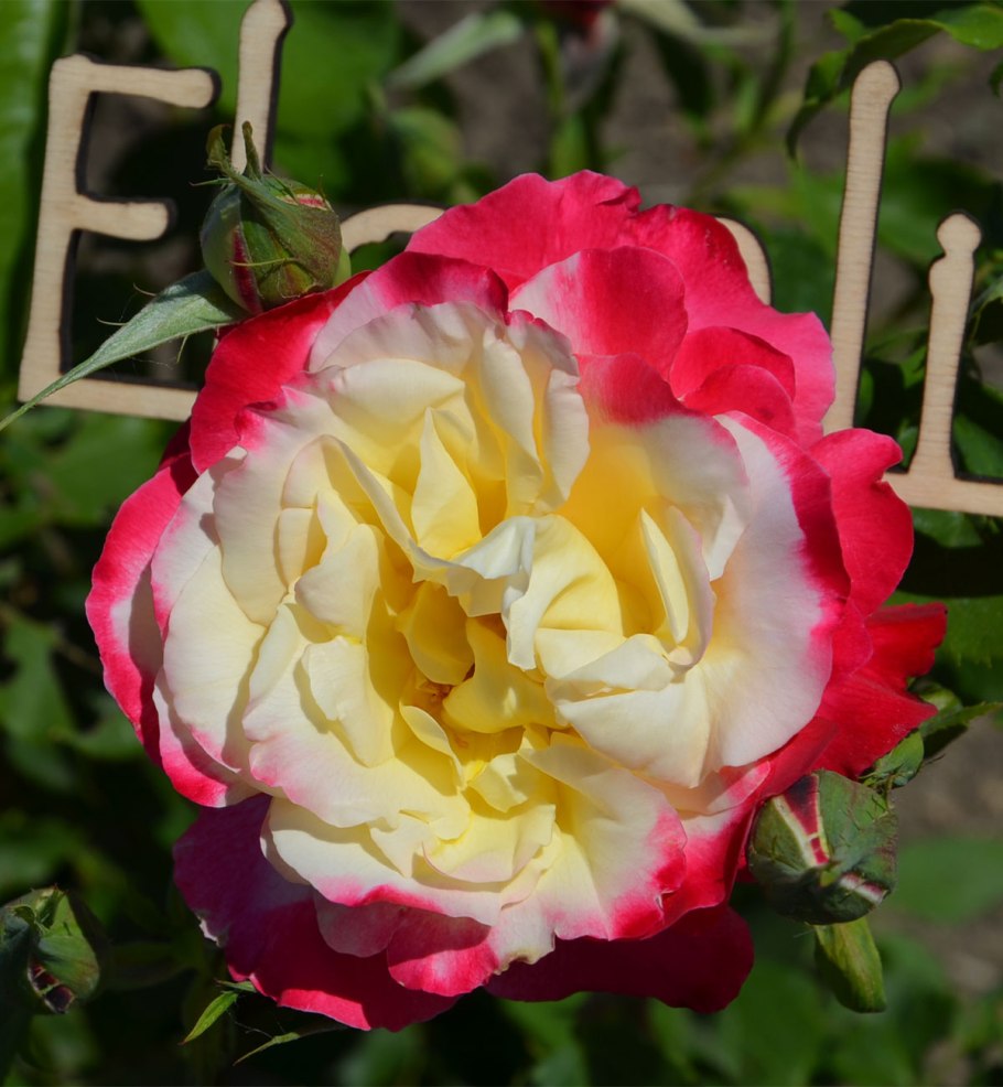 Подсолнух вельвет декоративный