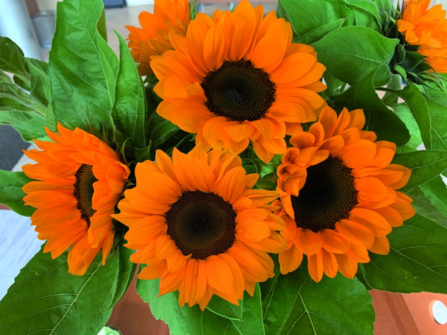 Подсолнечник однолетний Гулливер