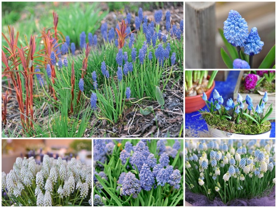 Мускари цветы многолетники или однолетники