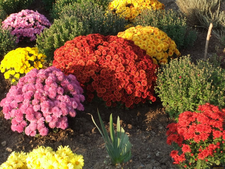 Палисадники с многолетними растениями примула Флоксы лилейник