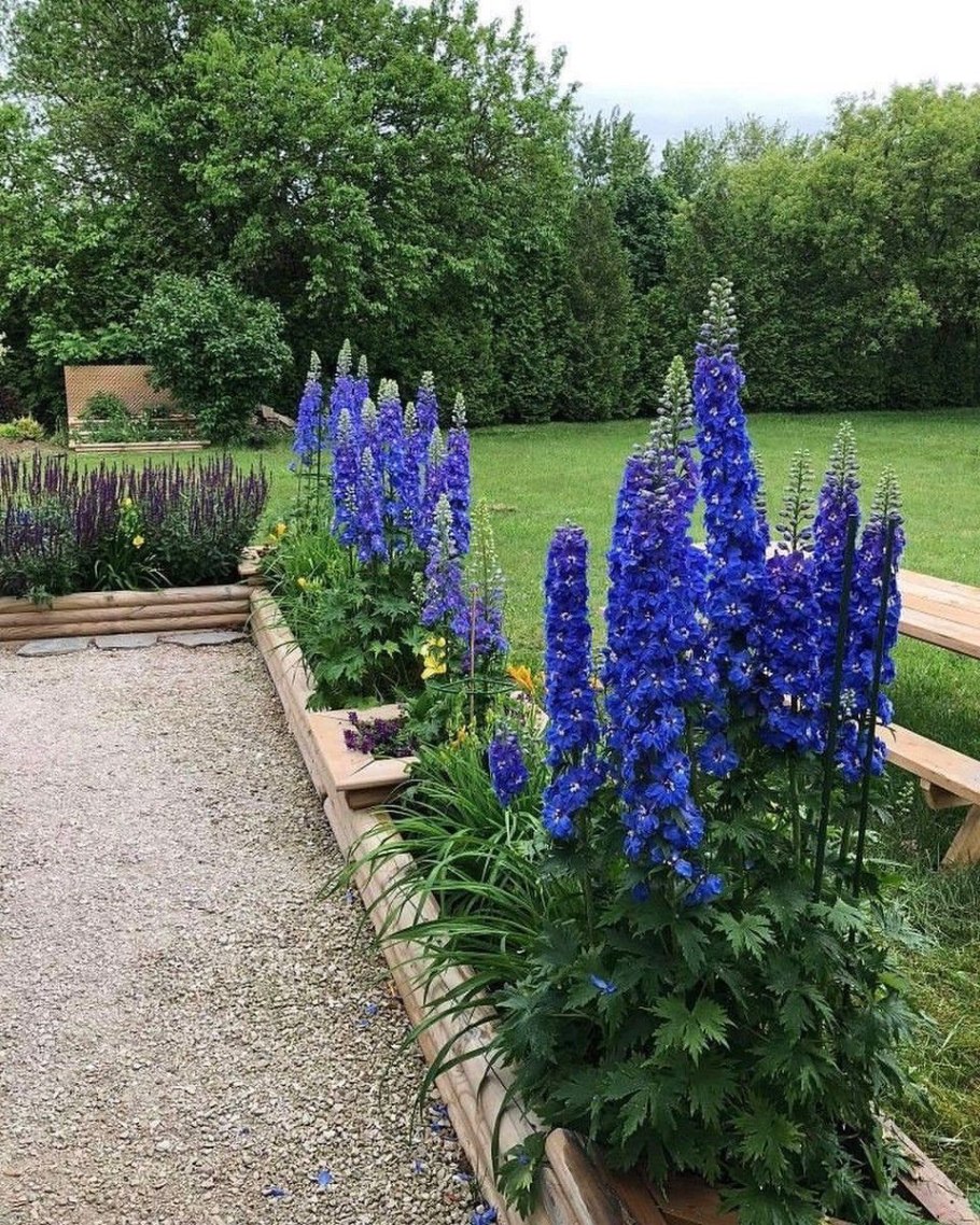 Лаванда узколистная