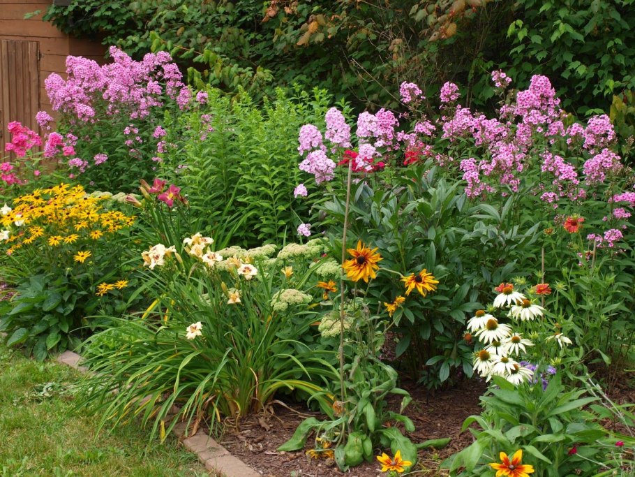 Гиацинты цветы многолетники