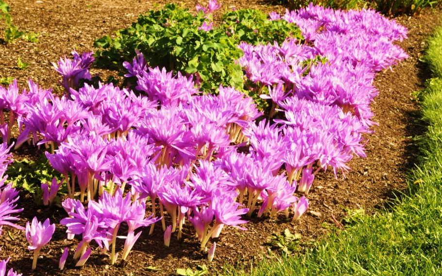 Эшшольция агератум рабатка