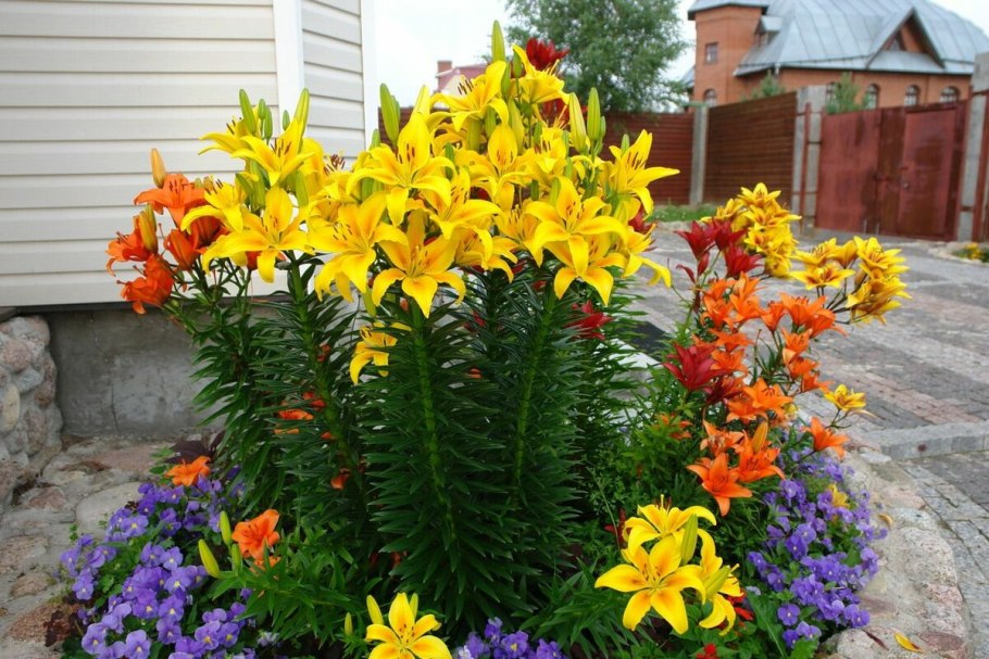 Сроки цветения лилейников таблица