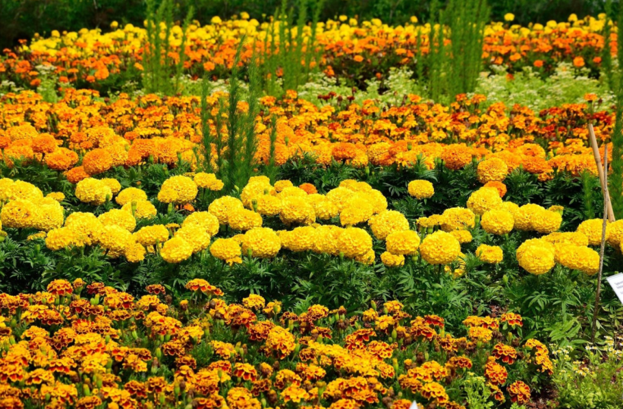 Астра кустарниковая Аннеке