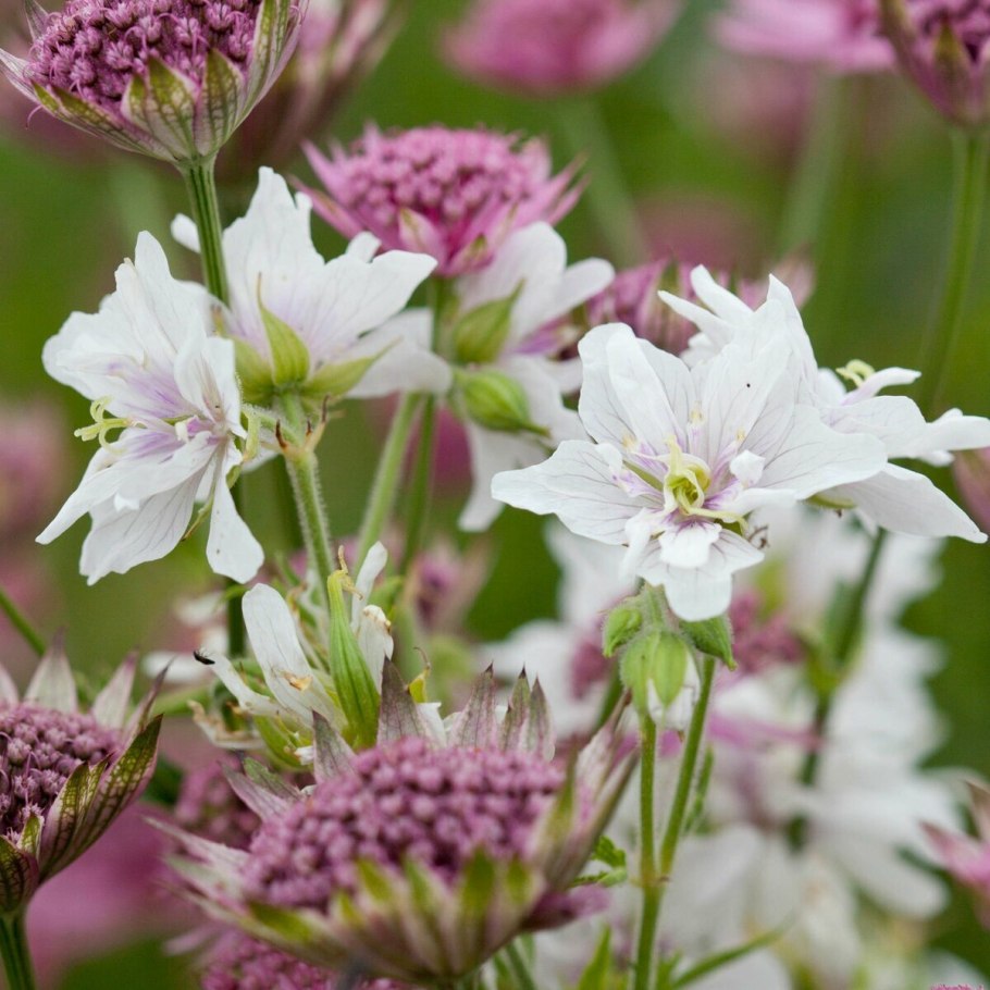 Герань Луговая (Geranium pratense) "Double Jewel"