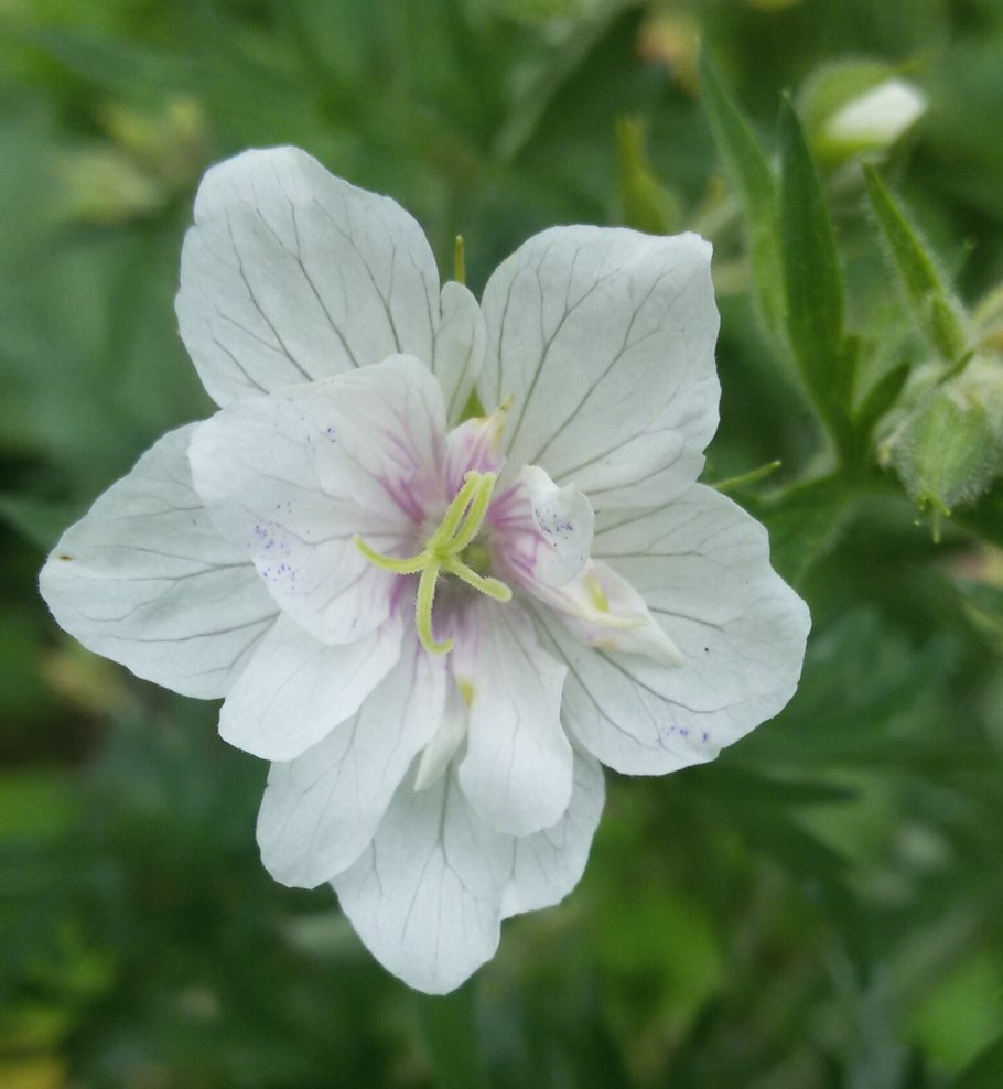 Geranium pratense New Dimension