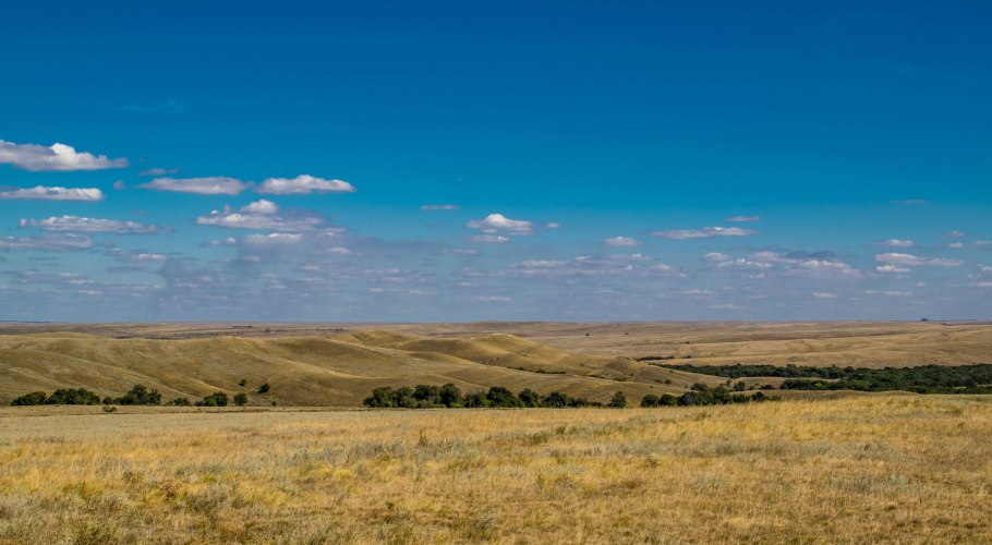 Растения растущие на лугу