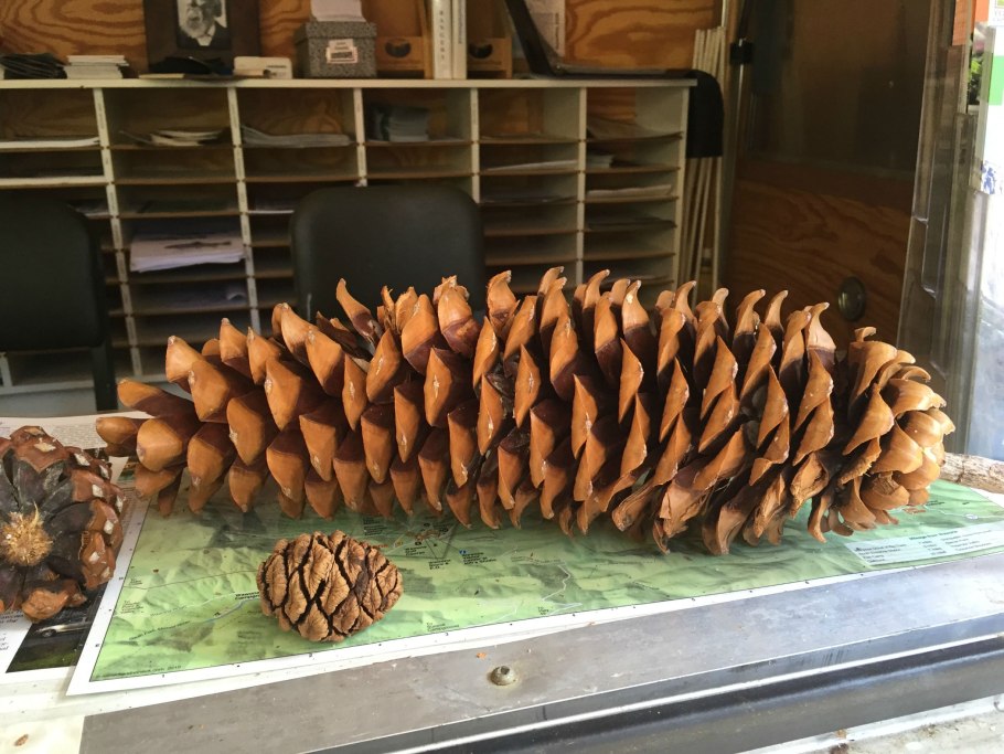 Шишка сосны Pinus lambertiana
