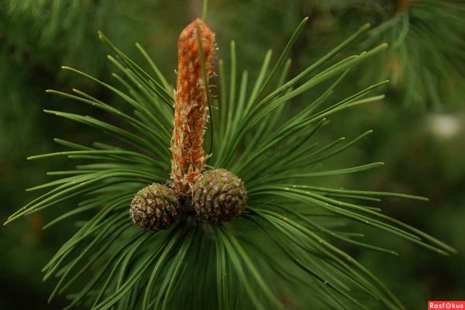 Pinus contorta
