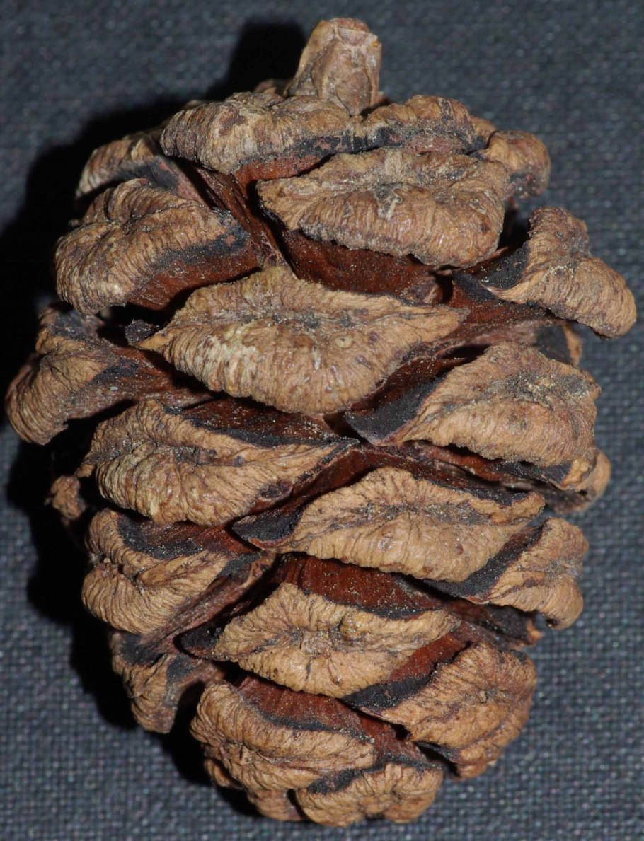 Pine species common Pine строение