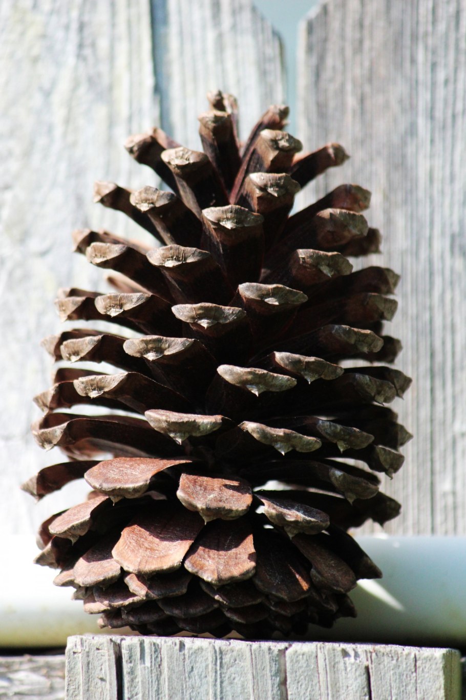 Pinus lambertiana шишки