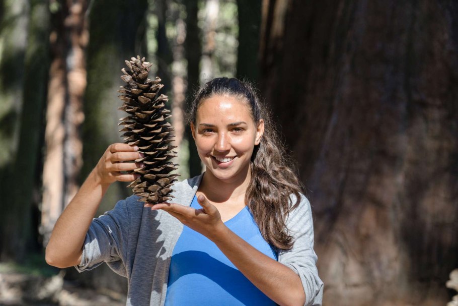 Шишка сосны Pinus lambertiana