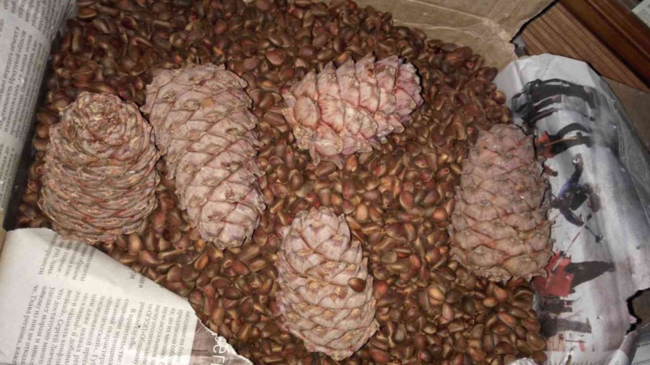 Сосна с большими шишками
