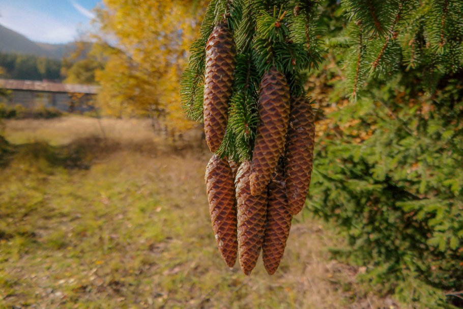 Сосна Ламберта шишки