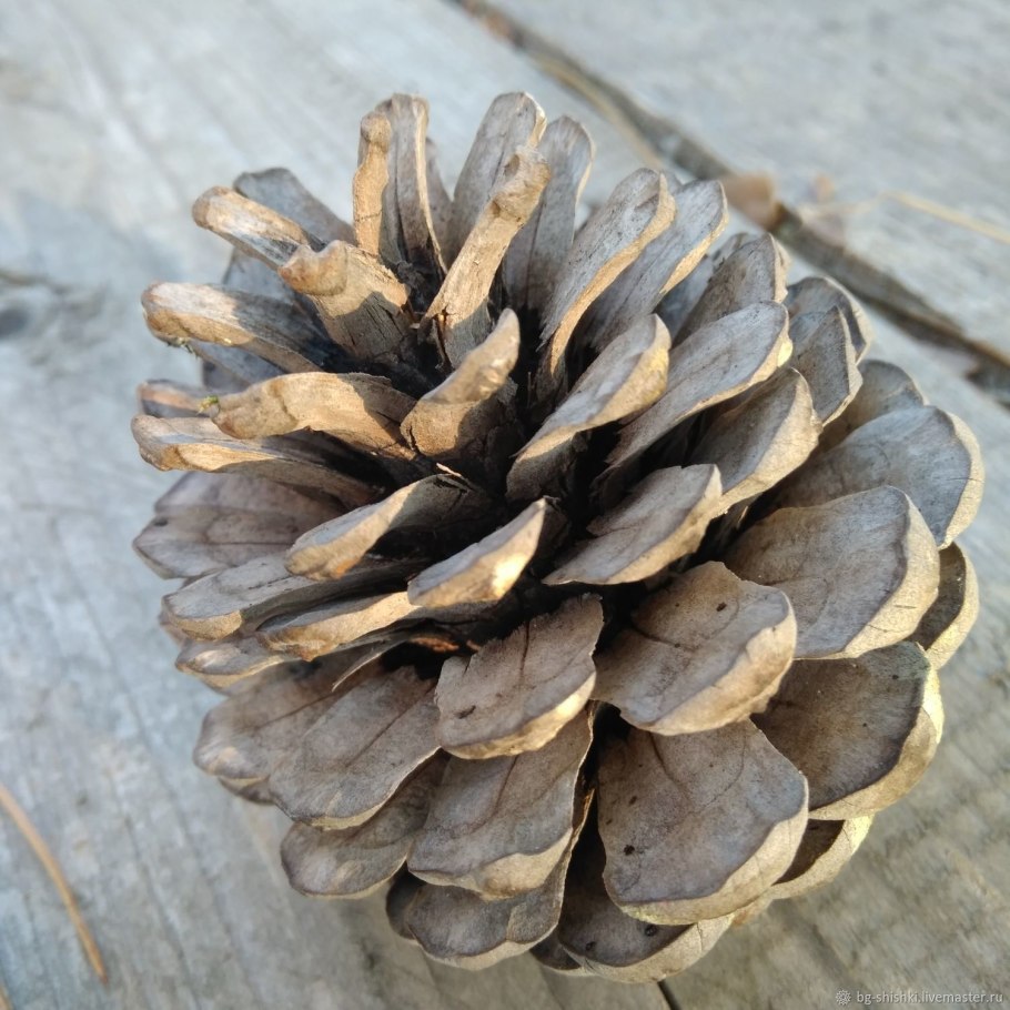Шишка сосны Pinus lambertiana