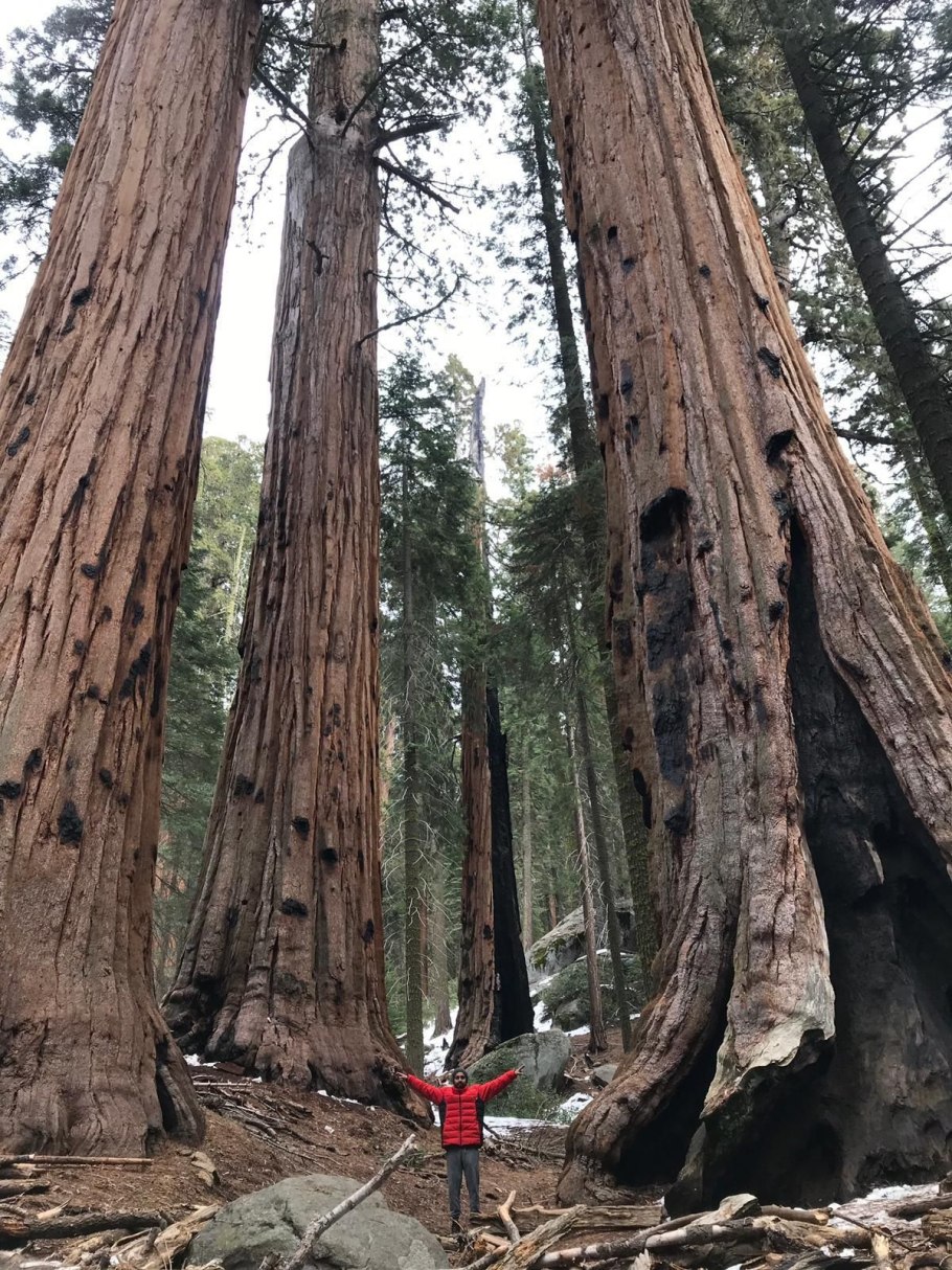 Секвойя Гиперион