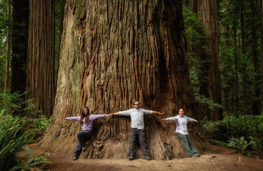 Секвойя дерево гигант