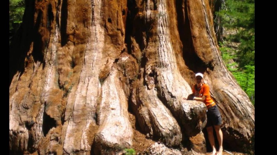 Секвойя 1880 год