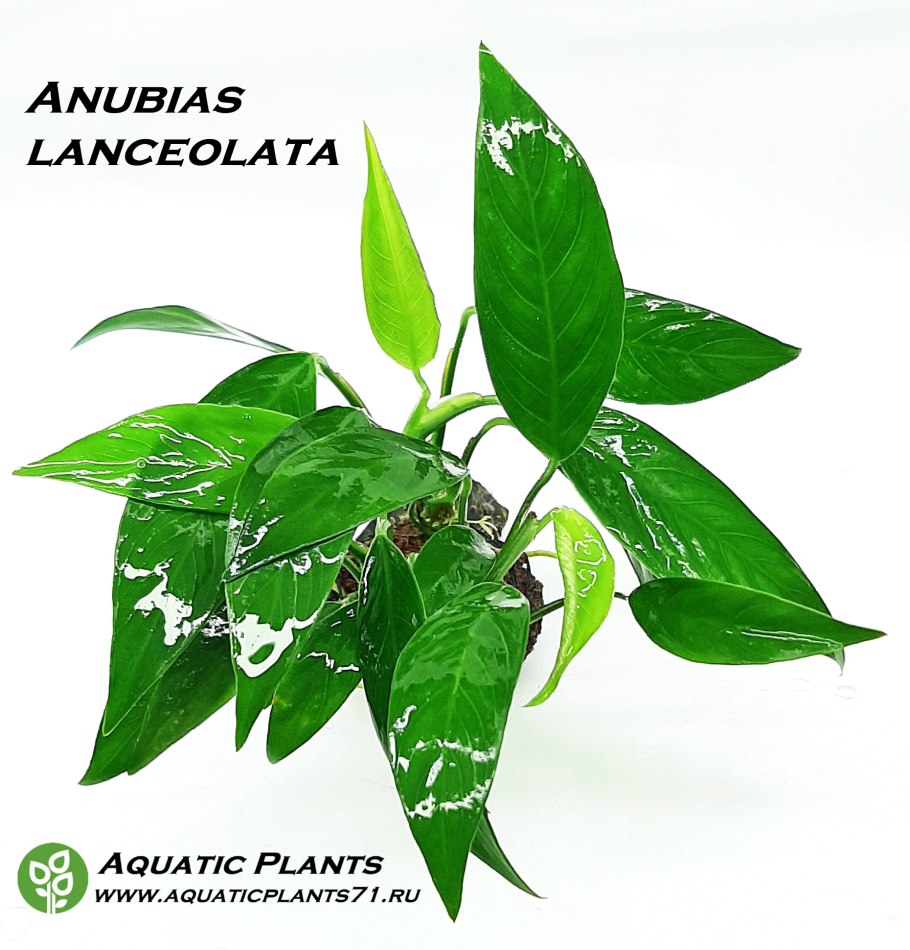 Анубиас barteri
