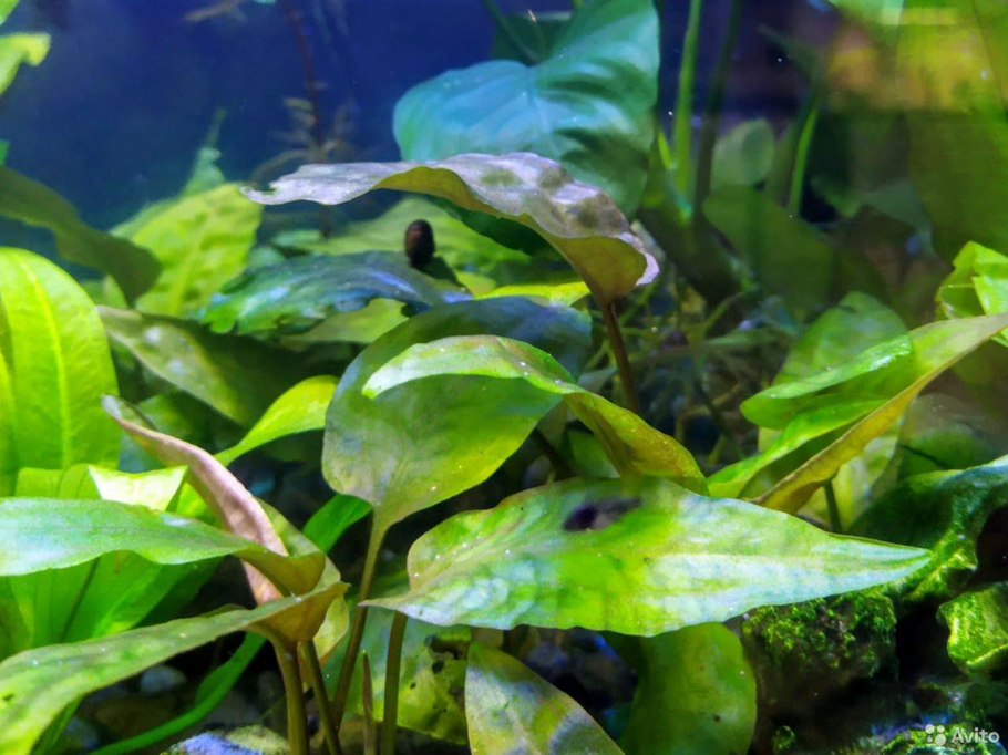 Анубиас ланцетовидный