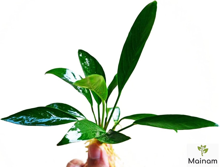 Анубиас Конголезский