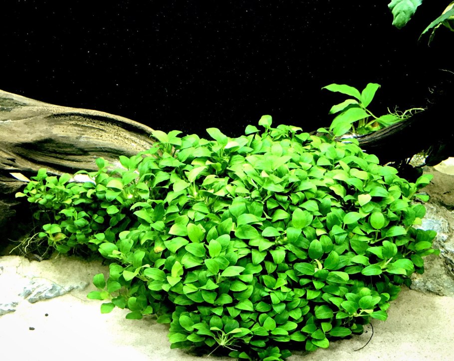 Echinodorus schlueteri