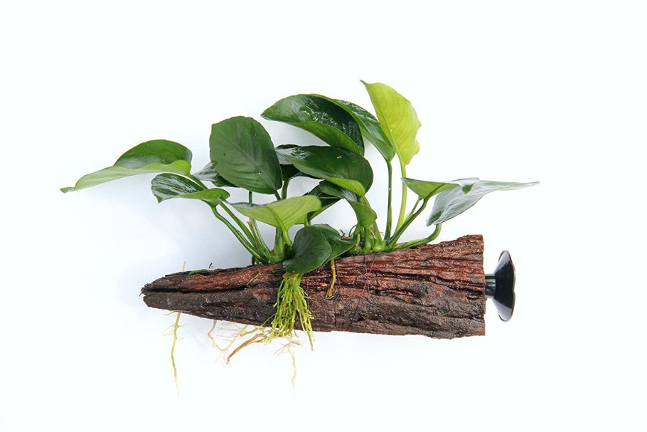 Анубиас крапчатый