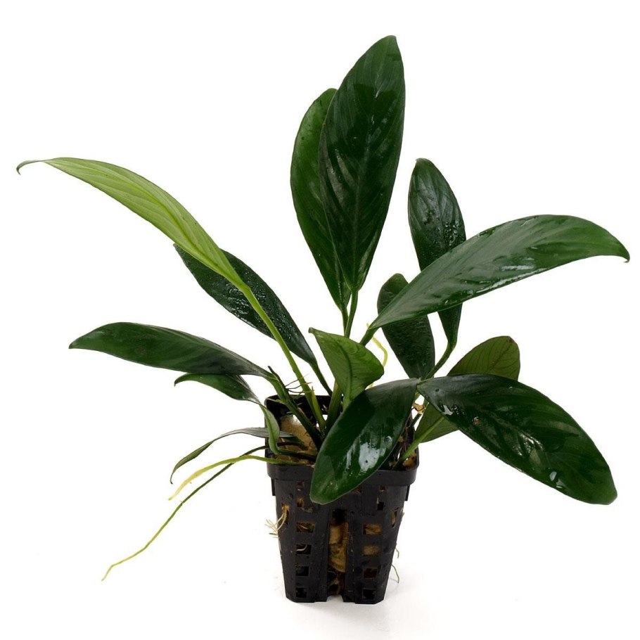 Anubias Nana + Anubias minima on Driftwood