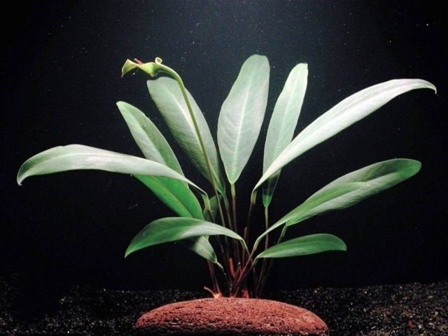 Анубиас конгенсис Anubias Congensis