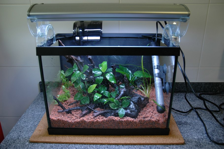 Анубиас Вьюнок