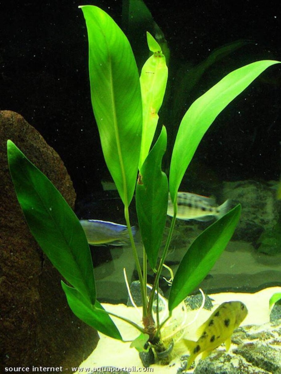Анубиас конгенсис Anubias Congensis