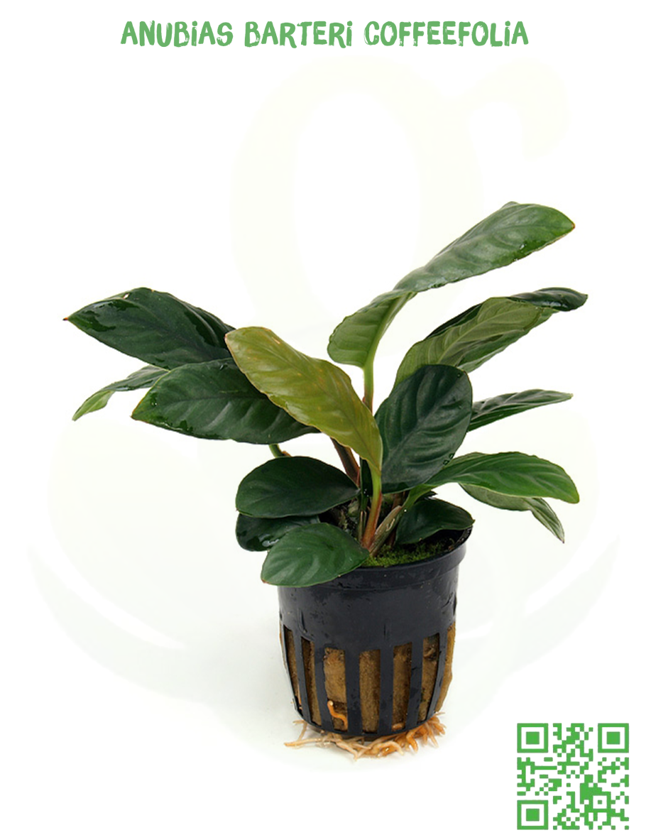 Анубиас аквариумное