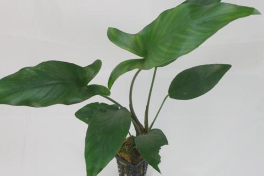 Анубиас узколистный