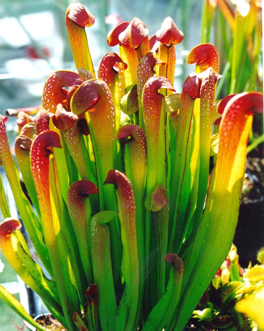 Саррацения (Sarracenia)