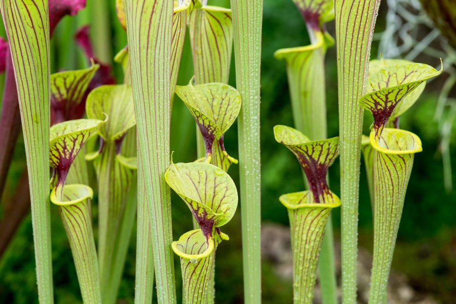 Саррацения (Sarracenia)