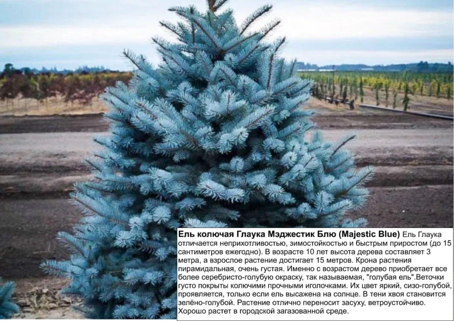 Ель колючая (Picea pungens Royal Blue