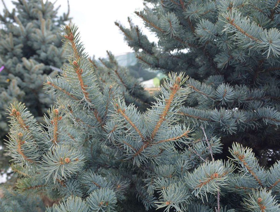 Ель колючая (Picea pungens glauca globosa)