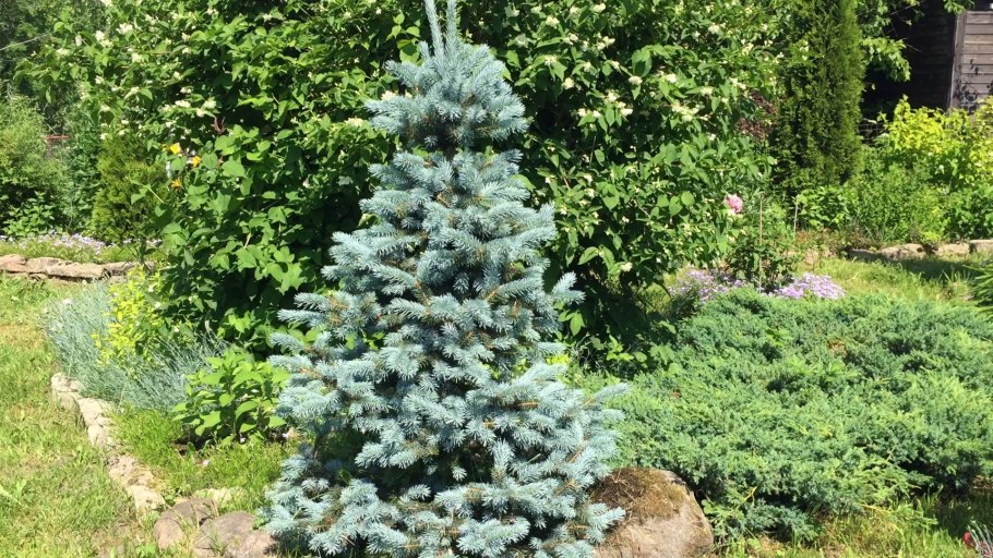 Ель glauca globosa