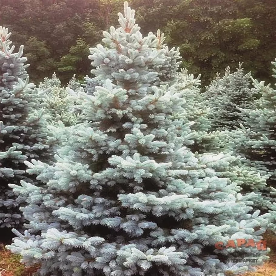 Ель колючая Karpaten