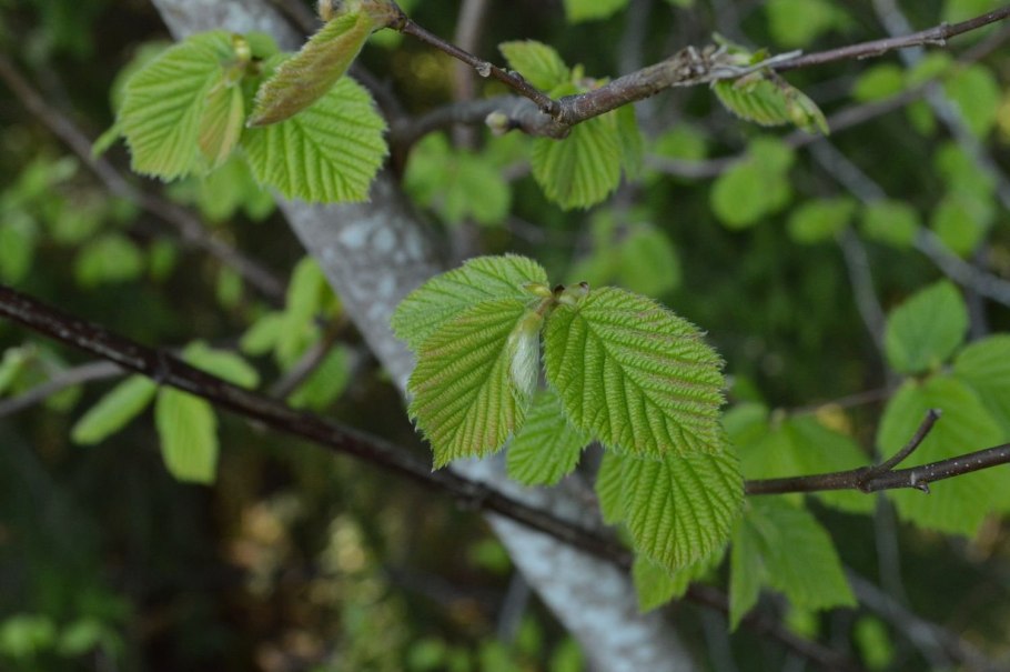 Шишечки ольхи