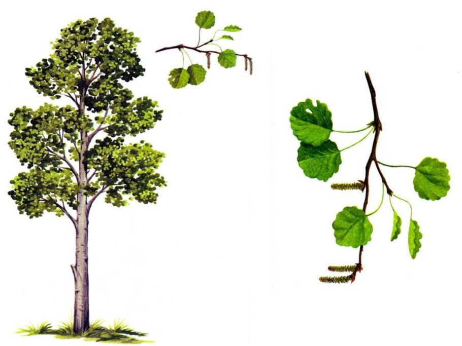 Ольха цветет пухом