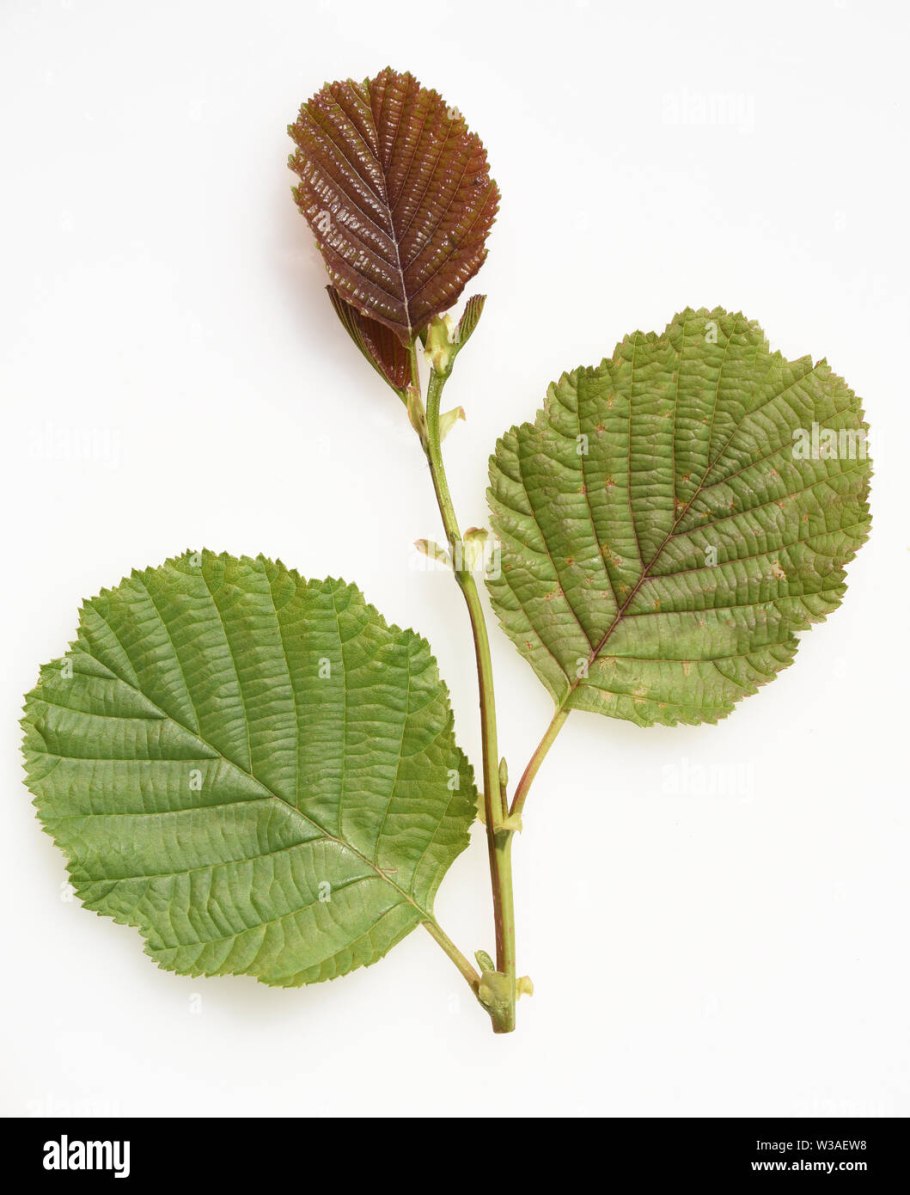 Осина дерево для детей