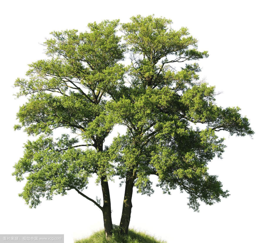 Зелёный лист ольхи