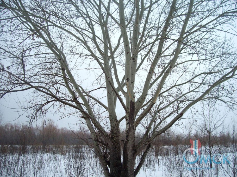 Ольха черная листья