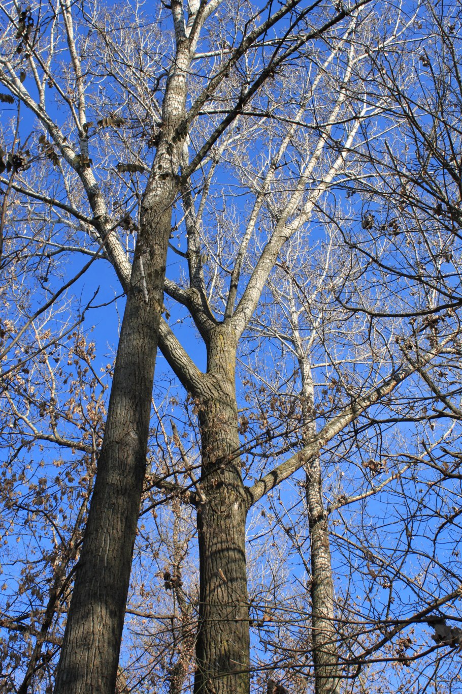 Соплодия ольхи гербарий