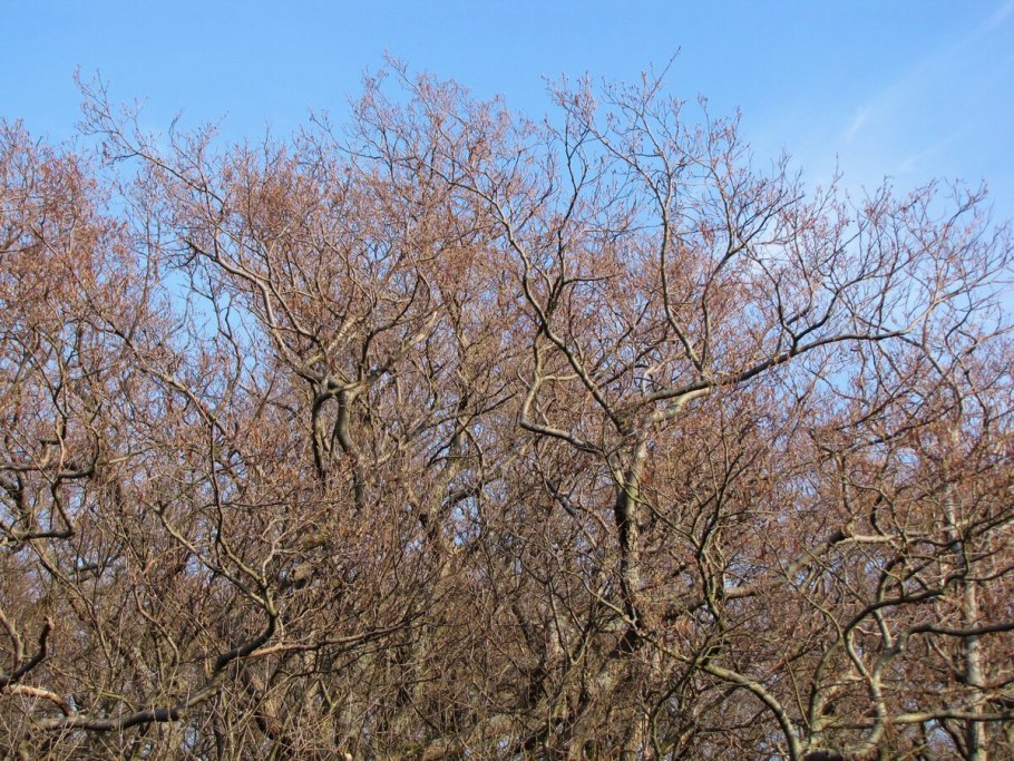 Деревья названия